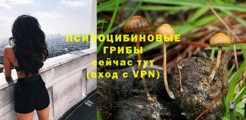 Псилоцибиновые грибы Psilocybe  Асбест 